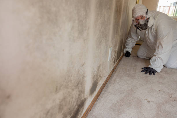 Best Mold Documentation for Insurance Claims  in Sandwich, IL
